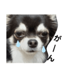 Chihuahua's Cii チワワのちー（個別スタンプ：11）