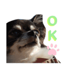 Chihuahua's Cii チワワのちー（個別スタンプ：13）