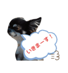 Chihuahua's Cii チワワのちー（個別スタンプ：14）