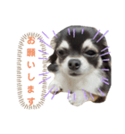 Chihuahua's Cii チワワのちー（個別スタンプ：15）
