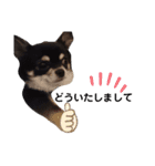 Chihuahua's Cii チワワのちー（個別スタンプ：16）
