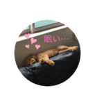 ココアちゃん1210（個別スタンプ：8）
