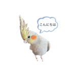 コタローの気持ち2（個別スタンプ：1）