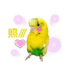 まめとおもち。時々くぅちゃん（個別スタンプ：10）