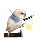 まめとおもち。時々くぅちゃん（個別スタンプ：15）