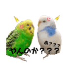 まめとおもち。時々くぅちゃん（個別スタンプ：19）