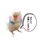 まめとおもち。時々くぅちゃん（個別スタンプ：32）