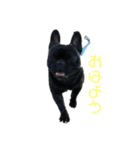 フレンチブルドッグ2020（個別スタンプ：1）