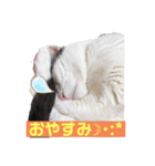 pianoクン（個別スタンプ：8）