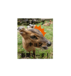 発情島の(八丈島)キョンスタンプ（個別スタンプ：1）