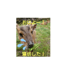 発情島の(八丈島)キョンスタンプ（個別スタンプ：3）