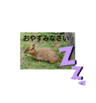発情島の(八丈島)キョンスタンプ（個別スタンプ：9）