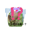 発情島の(八丈島)キョンスタンプ（個別スタンプ：10）