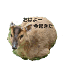 発情島の(八丈島)キョンスタンプ（個別スタンプ：11）