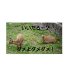 発情島の(八丈島)キョンスタンプ（個別スタンプ：15）