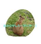 発情島の(八丈島)キョンスタンプ（個別スタンプ：16）