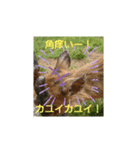 発情島の(八丈島)キョンスタンプ（個別スタンプ：19）