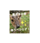 発情島の(八丈島)キョンスタンプ（個別スタンプ：21）