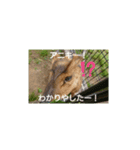 発情島の(八丈島)キョンスタンプ（個別スタンプ：24）