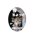 イケメン雑種犬チョコ（個別スタンプ：23）