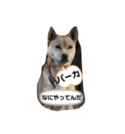 イケメン雑種犬チョコ（個別スタンプ：27）