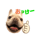 フレブル福たん 中高年の為の文字デカver（個別スタンプ：1）