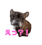 フレブル福たん 中高年の為の文字デカver（個別スタンプ：7）