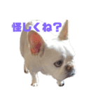 フレブル福たん 中高年の為の文字デカver（個別スタンプ：15）