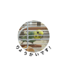pinoっていうの（個別スタンプ：3）