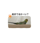 pinoっていうの（個別スタンプ：22）