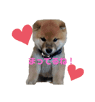 あずきくん♂（個別スタンプ：1）
