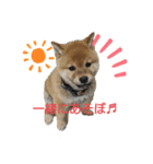 あずきくん♂（個別スタンプ：2）