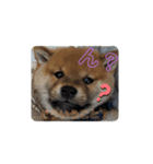 あずきくん♂（個別スタンプ：3）