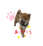 あずきくん♂（個別スタンプ：4）