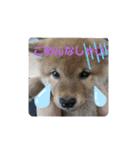 あずきくん♂（個別スタンプ：5）