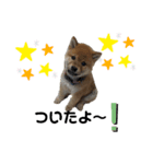 あずきくん♂（個別スタンプ：6）