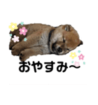 あずきくん♂（個別スタンプ：8）