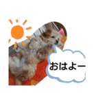 モコピー（個別スタンプ：1）