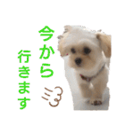 モコピー（個別スタンプ：16）