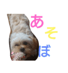 モコピー（個別スタンプ：19）