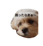 モコピー（個別スタンプ：21）