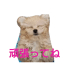 モコピー（個別スタンプ：26）