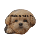 モコピー（個別スタンプ：33）