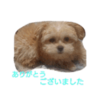 モコピー（個別スタンプ：38）