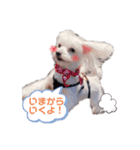 ぶりすきやまもとけ（個別スタンプ：8）