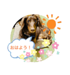 ダックスベルの日常スタンプ1（個別スタンプ：1）