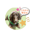 ダックスベルの日常スタンプ1（個別スタンプ：7）