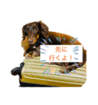 ダックスベルの日常スタンプ1（個別スタンプ：10）