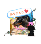 ダックスベルの日常スタンプ1（個別スタンプ：14）
