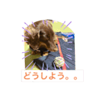 ダックスベルの日常スタンプ1（個別スタンプ：20）